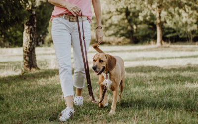 Hundeschule – Was ist ein Lernspaziergang? Wann und Wo findet er statt?
